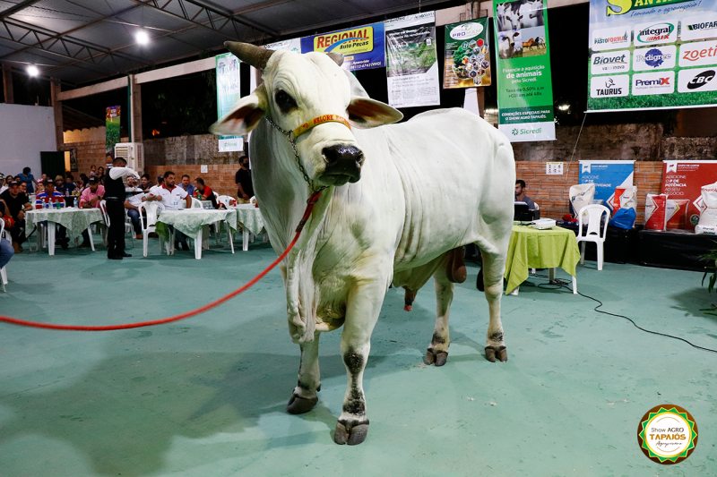 9º Leilão Pérolas do Tapajós